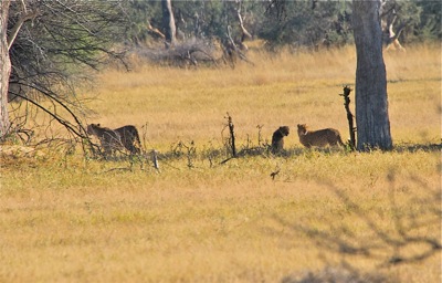 WID_4969.1.Cheetah.cubs